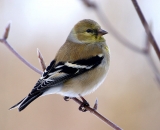 American-Goldfinch-in-winter_DSC02728