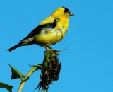 American-Goldfinch-on-sunflower_PICT1447