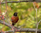 American-Robin_P1100221