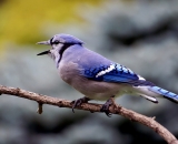 Blue-Jay-calling_DSC02359