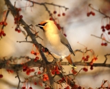 Bohemian-Waxwing-in-crab-apple-tree_DSC03612