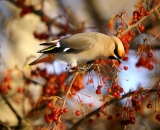 Bohemian-Waxwing-in-crab-apple-tree_DSC03617