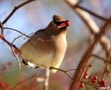 Cedar-Waxwing-eating-wild-rose-berry_DSC02579