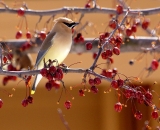 Cedar-Waxwing-in-crab-apple-tree_DSC04120