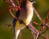 Cedar-Waxwing-in-wild-rose-bush_DSC02519