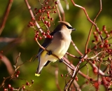 Cedar-Waxwing-in-wild-rose-bush_DSC02533