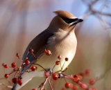 Cedar-Waxwing-in-wild-rose-bush_DSC02553