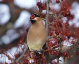 Cedar-Waxwing-swallowing-crab-apple_DSC08899