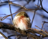 Common-Redpoll-in-bush-sleeping_DSC04598