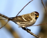 Common-Redpoll-on-branch_DSC04551