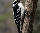 Downy-Woodpecker-on-side-of-tree_P1050013
