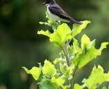 Eastern-Kingbird-on-top-of-plant_DSC07037