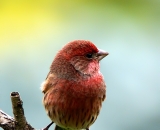 House-Finch_DSC02343