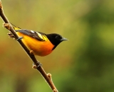 Male-Northern-Oriole_DSC05687