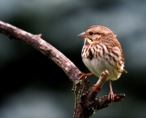 Song-Sparrow_DSC02268