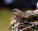 Song-Sparrow_DSC04539