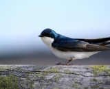 Tree-Swallow-on-fence-rail_DSC04963