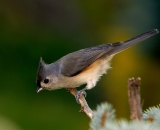 Tufted-Titmouse_DSC01507