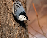 White-breasted-Nuthatch-on-side-of-tree_DSC04273