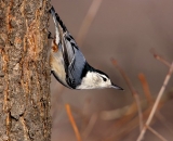 White-breasted-Nuthatch-on-side-of-tree_DSC04276