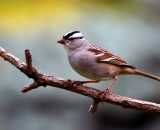 White-crowned-Sparrow_DSC02349
