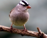 White-crowned-Sparrow_DSC02355