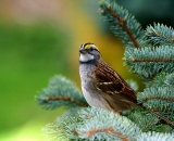 White-throated-Sparrow-in-blue-spruce_DSC03027