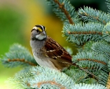 White-throated-Sparrow-in-blue-spruce_DSC03031