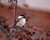 black-capped-Chickadee-in-crab-apple-tree_DSC03462