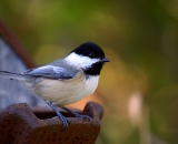 black-capped-Chickadee_DSC02473