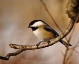 black-capped-Chickadee_DSC04615