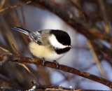 black-capped-Chickadee_DSC04673