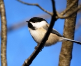 black-capped-Chickadee_DSC05166