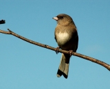 dark-eyed-junco_