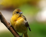 female-Northern-Oriole-on-branch_DSC06158