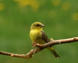 female-Scarlet-Tanager-on-branch_DSC06205