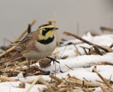 Horned Lark