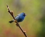 male-Indigo-Bunting-on-branch_DSC06166