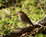 Veery