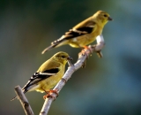 two-American-Goldfinches-in-autumn_DSC01389