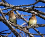 two-cedar-waxwings-in-tree_DSC02592