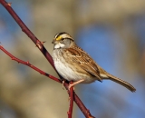 Whited-throated Sparrow on wild rose branch in winter