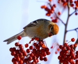 young-Pine-Grosbeak-eating-crab-applesDSC04494