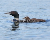 loon-with-chick-on-Taylor-Pond-Auburn_4