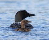 loon-with-chick-on-Taylor-Pond-Auburn_5