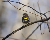 Yellow-rumped-Warbler-on-branch_DSC09395