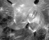 milkweed-seed-heads_B-W 01014