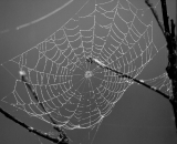 spider-web-with-dew_B-W 01015
