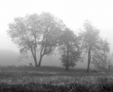 trees-in-fog_B-W 01017