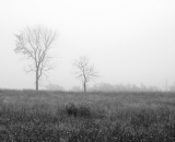 trees-in-fog_B-W 01018